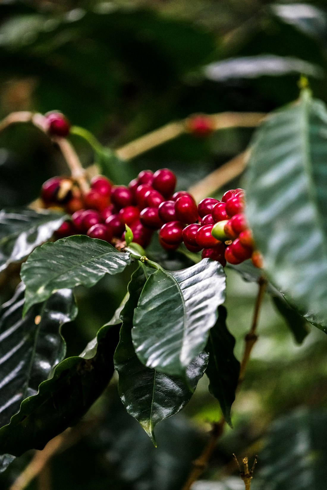 Broca del café: bajar la infestación antes del pico de cosecha