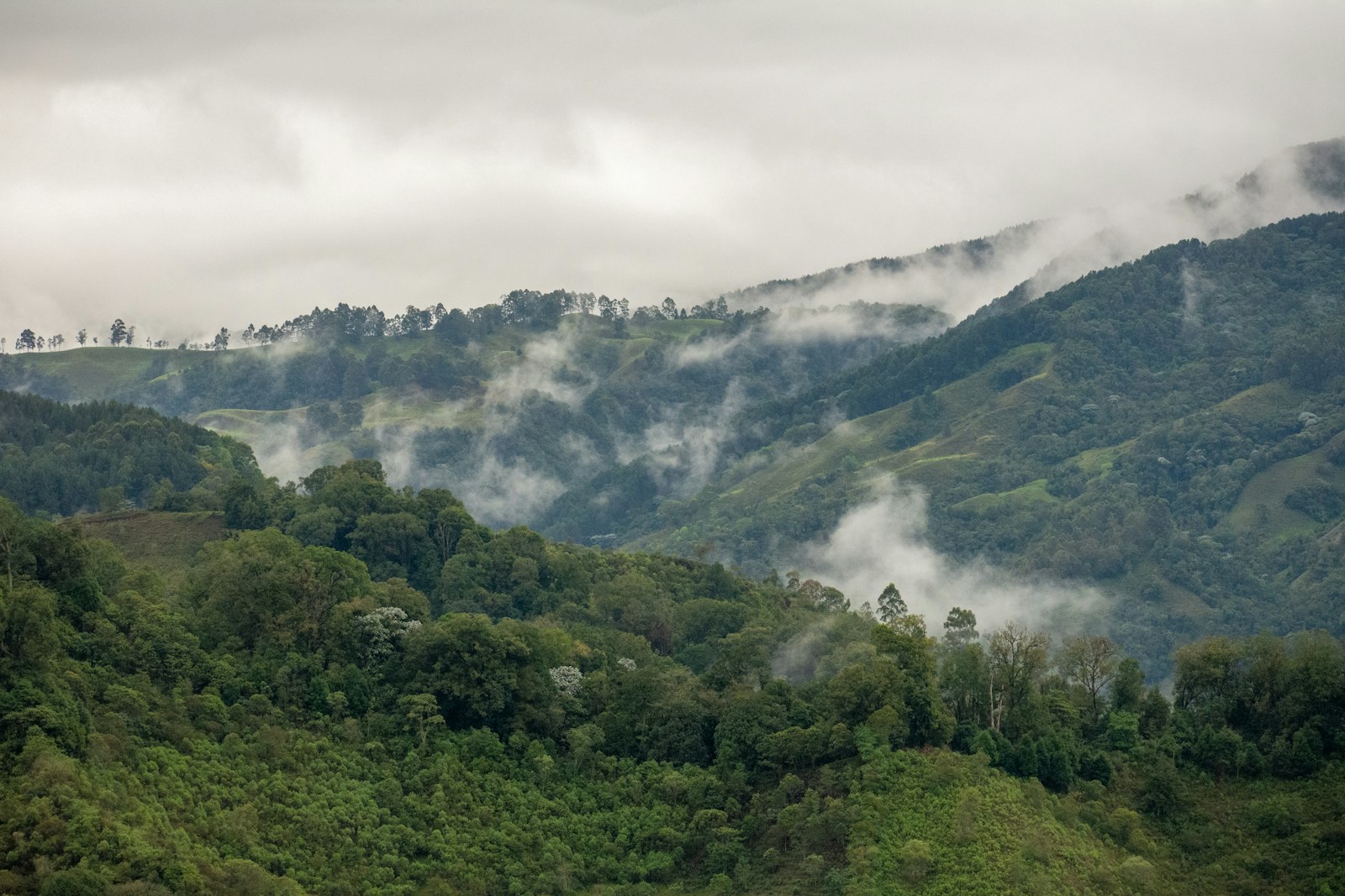 Ladera cafetera del Eje Cafetero